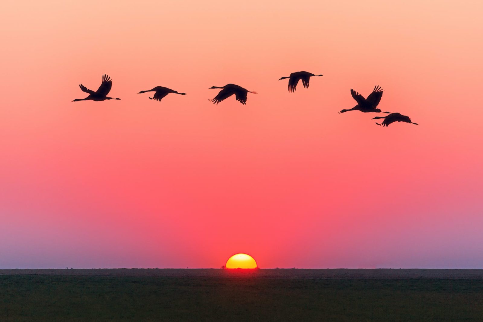 birds flying over body of water during golden hour